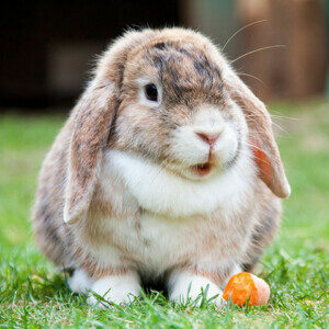 rabbit님의 프로필 사진